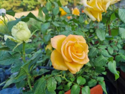Roze w donicy 2 litrowej