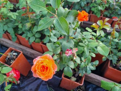 Roze w donicy 2 litrowej