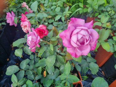 Roze w donicy 2 litrowej